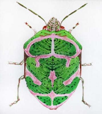 LITTLE BUG - Green and Pink Canvas