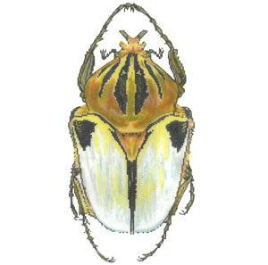Little Bug - White & Gold Canvas