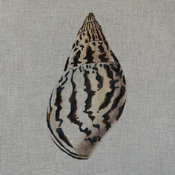 Seashell (Back) Canvas
