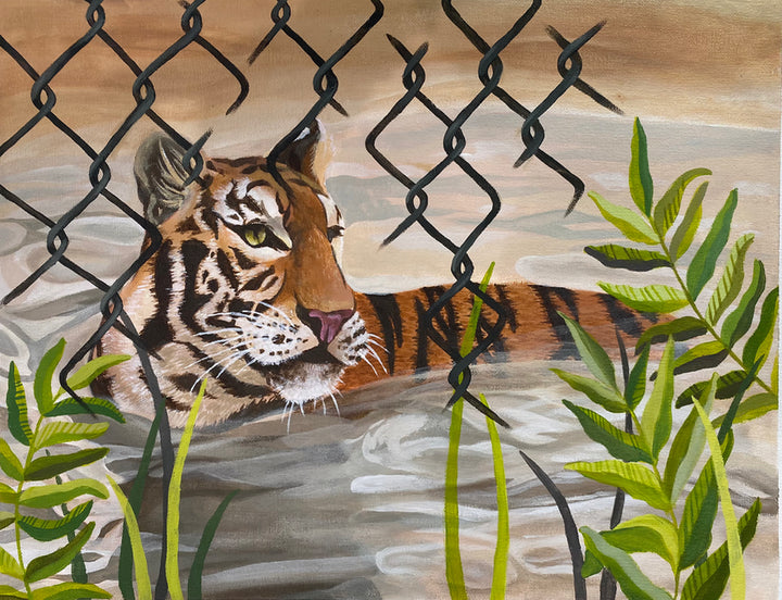 Captive Tiger