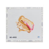 Queen Conch Seashell Canvas